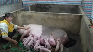 How to assist sows in giving birth. Two piglets nearly suffocated in amniotic fluid.  ( Ep 405 )