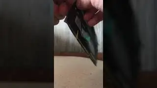 Pulling a cramorant  vmax