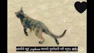 Hi Friends 6vlog video a ge marine bridge ghumne ge the vha ke vlog batiy kesi laga ap ko🔥