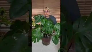 Life as a plant mom pt 2: monstera repotting transformation #repotwithme #plantmom #shorts