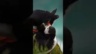 Puffin Watch, Bird  | Kids World TV Show