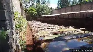 Secrets of #Azolla Pond Care in the Rainy Season: How to Install Overflow Pipes 🚰