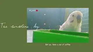 Lovely birds l africanbirds l Lovebirds l Viralbirds videos l Top videos l birds l super birds