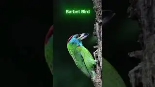 barbet bird