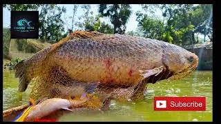 Cast net big fish catching - Fishing with Nalin