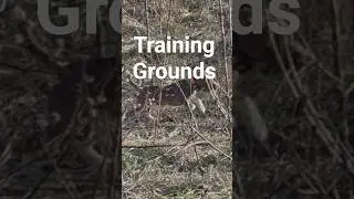 Training Grounds for Beagle Hounds #howtotrackarabbit #puppy #hunting #doglife