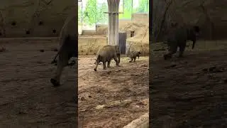 Elephants in K&ouml;lner Zoo / Cologne Zoo