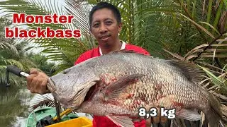 Sangat kuat tarikan monster blackbass di sungai kecil, sampai di bantu anak Mahakam fishing #fishing