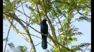 Коел. Eudynamus scolopacea.wmv