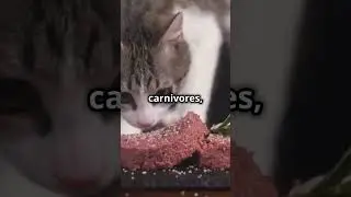 Why Cats Can&rsquo;t Taste Sweets! 🐱🍭