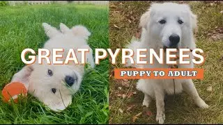 Great Pyrenees Puppy Growing Up: From 8 Weeks to Adult