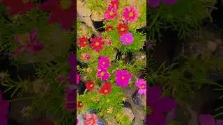 Chinnari Chunnari #garden #gardening #flowers #nursery #UpdateGardening #chadbagan