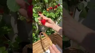 Strawberry Harvest #garden #gardening #backyardgardening #harvesting