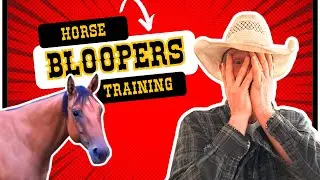 Behind the Scenes of My Horse Training Journey