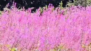 Purple Fireweed Flowers #fireweed #flowers #wildflowers