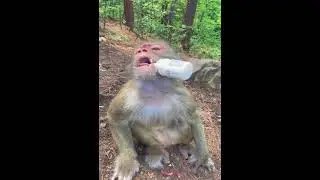Daily Life Monkeys - Monkey Zoo