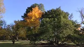 Schloss Hetzendorf Garten Park am 28. X. 2020. All&eacute;e de h&ecirc;tres en automne