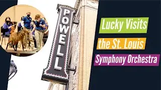 Lucky the Maned Wolf Visits the St  Louis Symphony Orchestra During Peter & The Wolf