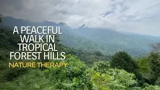A Peaceful Walk in Tropical Forest Hills | Nature Therapy