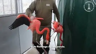 ZOO udfaser en lang r&aelig;kke dyr 🦜