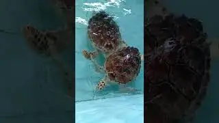 justkay turtle