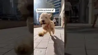 Cavapoo dog running shot #puppy #goldendoodle #cuddlepups #cutealert #pets #petcuddles #cutepup
