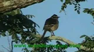 Mimus saturninus - Calandria