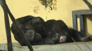 20231214 1412 京都市動物園 チンパンジー コイコ・ロジャー