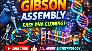 Gibson Assembly Tutorial: Clone Any Gene Fast with NEB Assembly Tool