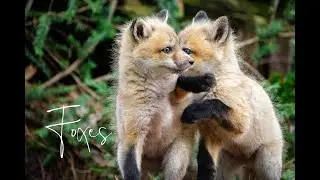 Most adorable Fox babies playing together