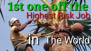 Toddy Tappers | The High Risk Job In The World | First Hour