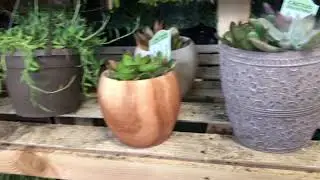 I found succulents up north at a Home Depot 2/11/19