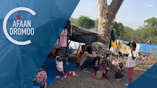 Warashaan Sukkaaraa Fincaa’aa Birrii Biliyoonaan Lakkaa’amu Kasaaruun Ibsame