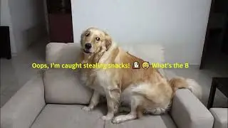 Doggy Mischief Challenge: Best Excuse Wins! #challenge #mischief #dogs #shorts #new #best #win #pet