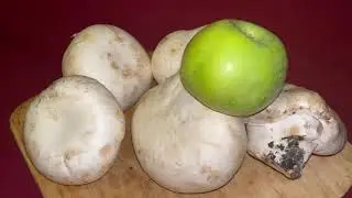 🔴ГИГАНТСКИЕ ГРИБЫ ПРЯМИКОМ ИЗ ЛЕСА🔴GIANT MUSHROOMS CHAMPIGNONS FROM THE FOREST🔴