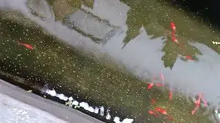 Memberikan makanan untuk ikan guppy albino koi red ear