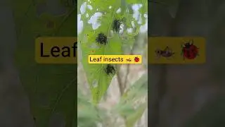 Leaf insect 🦗🐞 #shorts #trending #viral #youtubeshorts #viralvideo #shortvideo