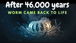 News: A Worm Woke up After 46,000 Years..