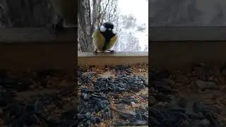 Bird Feeder Chronicles *100 #Shorts