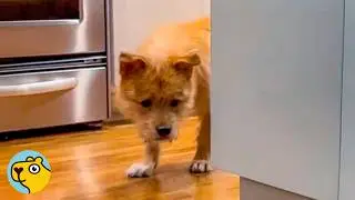 Puppy From Meat Market Was Too Scared To Move Until He Met His Sister