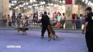 IPO Bite Work Reel - Cali K9&reg; Dog Training - Bay Area K9 Trainer - Bay Area Pet Expo