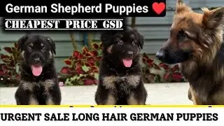 Imported German Shepherd For Sale || All India Delivery || Long Coat German Shepherd