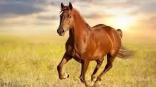 Learn and Speak Balti Language - Horse