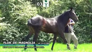 LOTE 03 FLOR DE MAGNOLIA