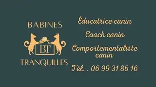 Educateur canin, comportementaliste canin, Babines Tranquilles d&eacute;m&eacute;nage...