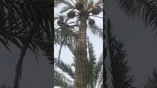 Cutting dates in farm house uae #dates