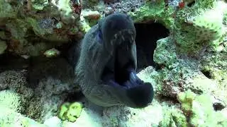 The Vibrant Marine Life of Cabo Verde&rsquo;s Coral Reefs #animal2024 #wildlife