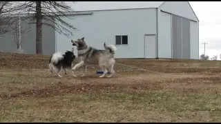 Haha... How Did We End Up With These ARCTIC Dogs in Illinois??