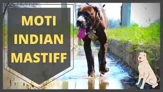 MOTI ||BULLY DOG ||BULLY KUTTA||INDIAN||