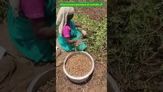 🌱wood pressed groundnut oil🥜 To order our farm fresh products kindly click www.organicfarmer.store👍🍀